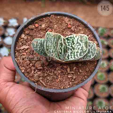 Miniature Aloe – (1.5"-2") from Rosary Plant House