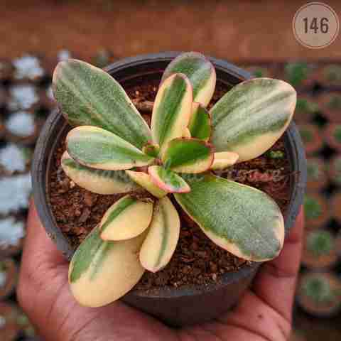 Variegated Baby Rubber Plant from Rosary Plant House