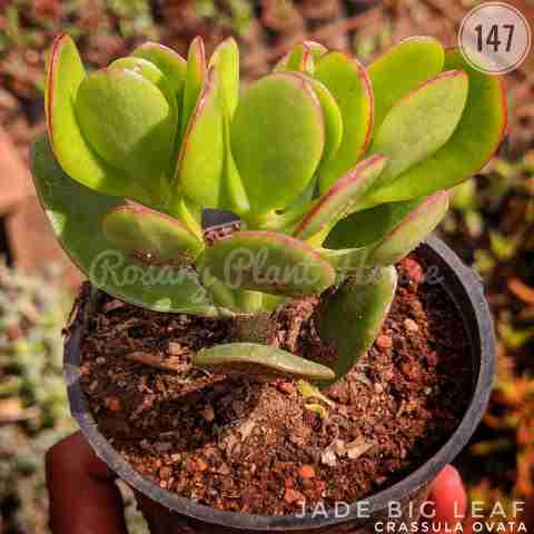 jade big leaf – (2"-3") from Rosary Plant House