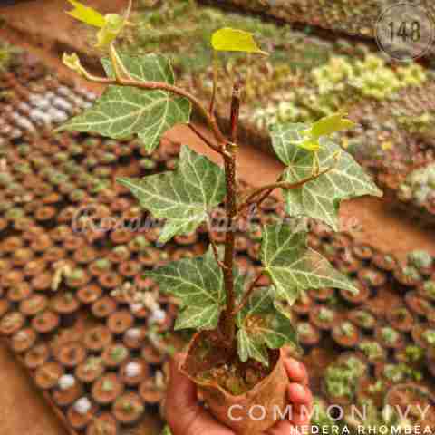 Common ivy – (2"-3") from Rosary Plant House