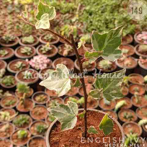 English ivy Green – (2"-3") from Rosary Plant House