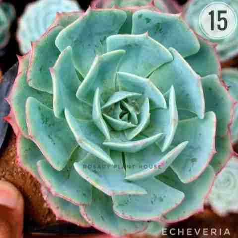 Echeveria – (2"-3") from Rosary Plant House