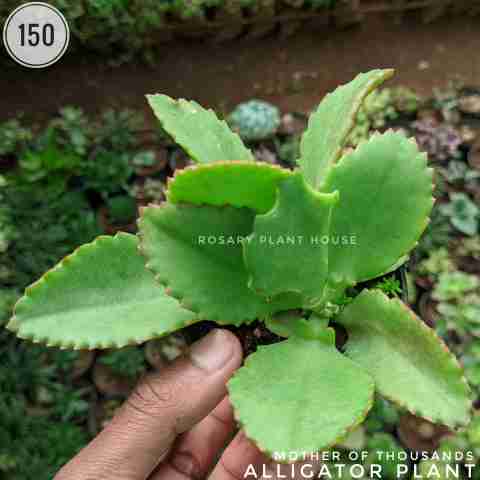 Alligator Plant from Rosary Plant House