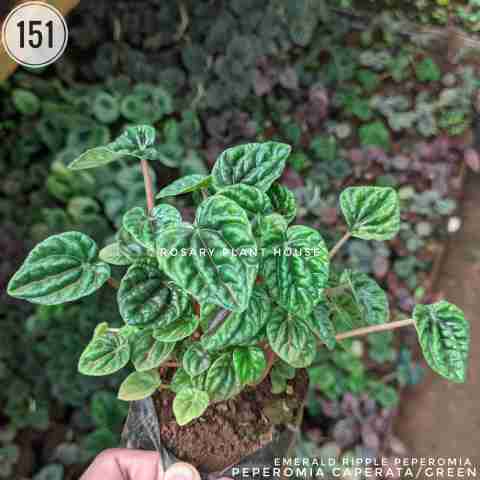 Pepromia Grey – (2"-3") from Rosary Plant House