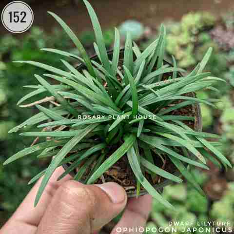 lilyturf – (2"-3") from Rosary Plant House