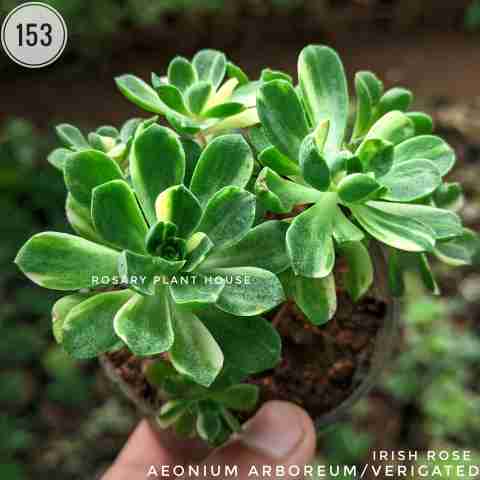 Aeonium Verigated – (2"-3") from Rosary Plant House