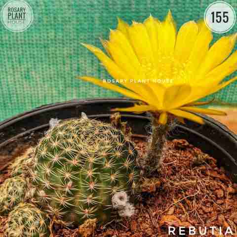 Ball yellow Flower – (2"-3") from Rosary Plant House