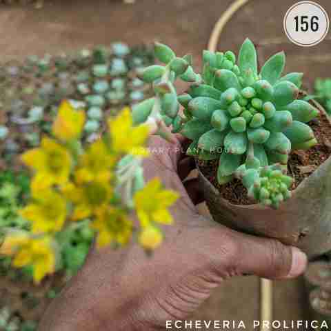 Echeveria prolifica from Rosary Plant House