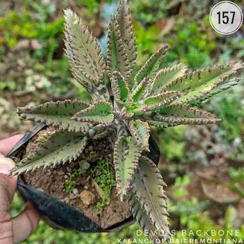 Mother of Millions from Rosary Plant House