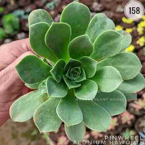 Aeonium haworthii from Rosary Plant House