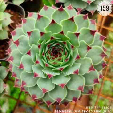 Red Tip (Big) – 4"+ from Rosary Plant House