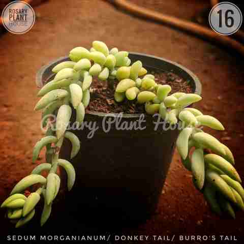 Monkey Tail – (2"-3") from Rosary Plant House