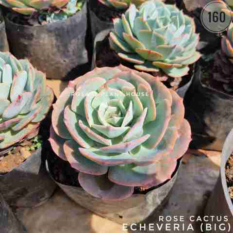 Echeveria 'Perle von Nurnberg' from Rosary Plant House