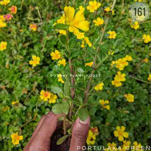 Portulaca from Rosary Plant House