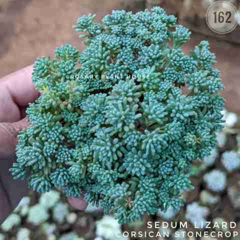 needle sedum – (3"-4") from Rosary Plant House