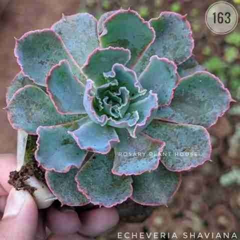 Echeveria cabbage – (2"-3") from Rosary Plant House