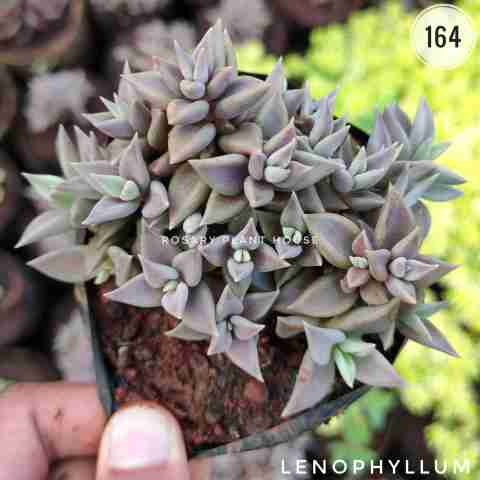 Pink sedum – (2"-3") from Rosary Plant House