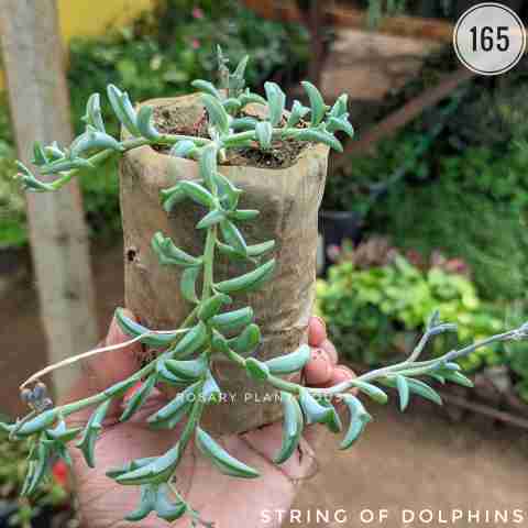 String of Dolphin – (3"-4") from Rosary Plant House