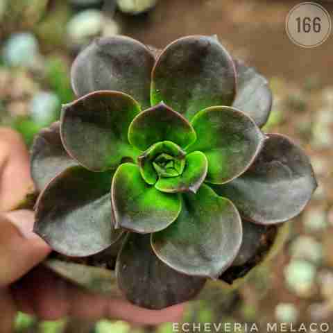 brown echeveria – (2"-3") from Rosary Plant House