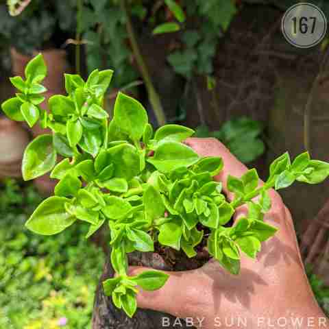 Cuban Oregano Type from Rosary Plant House