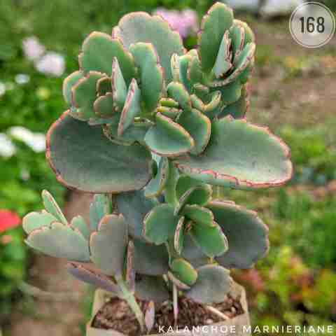 doller colour – (3"-4") from Rosary Plant House