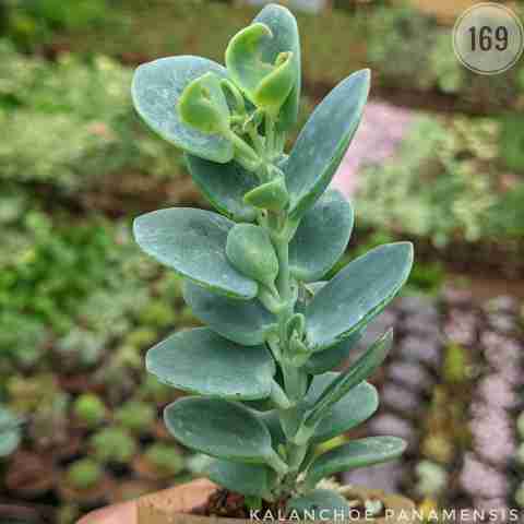 Silver Shrubby Succulent from Rosary Plant House