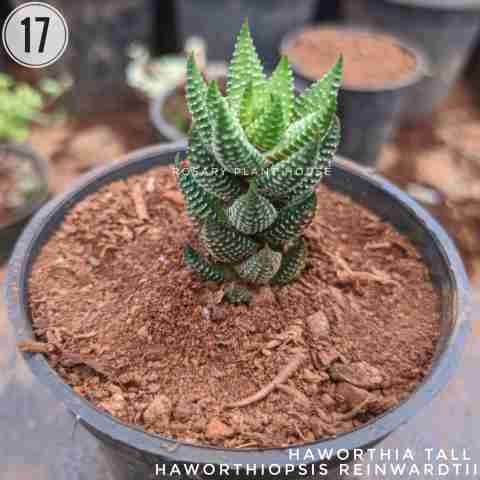 Height Haworthia – (2"-3") from Rosary Plant House