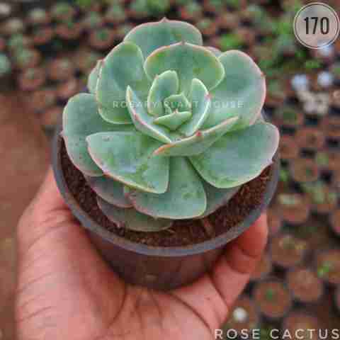 Rose Cactus from Rosary Plant House
