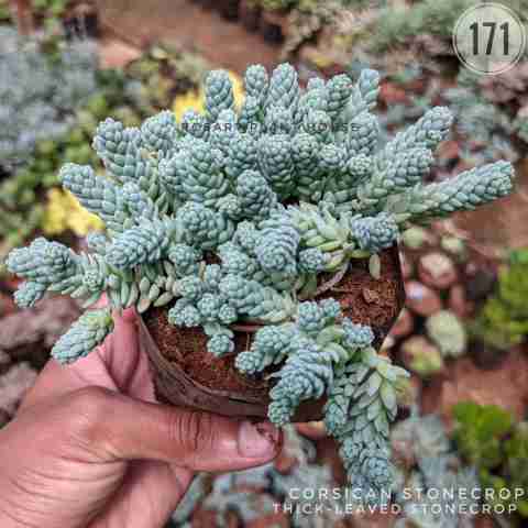 thick-leaved sedum – (2"-3") from Rosary Plant House
