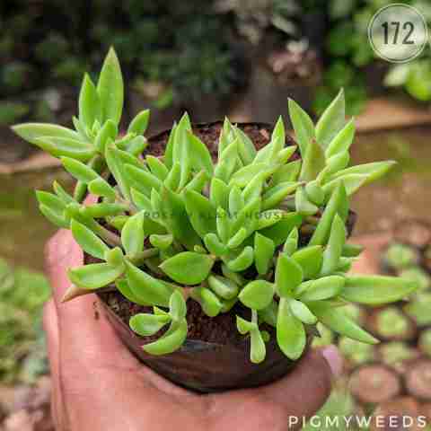 Peperomia ferreyrae or similar group from Rosary Plant House