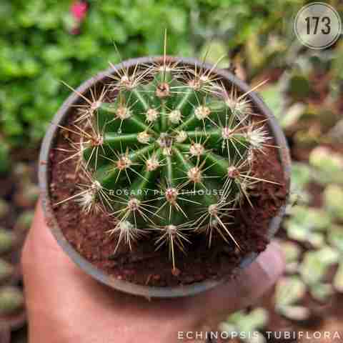 Globose Cactus from Rosary Plant House