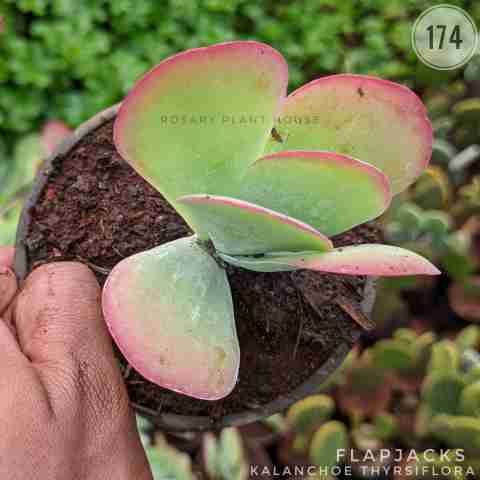 flapjacks – (2"-3") from Rosary Plant House
