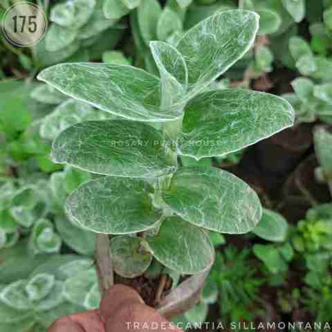 Tradescantia sillamontana from Rosary Plant House