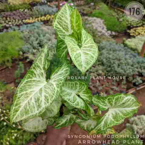arrowhead plant – (3"-4") from Rosary Plant House