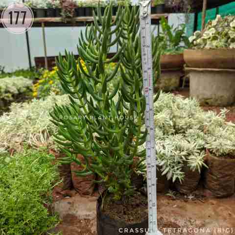 Watch Chain Succulent from Rosary Plant House