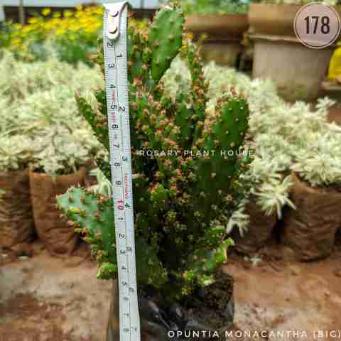 Tree Cactus (Big) – (5"-6") from Rosary Plant House