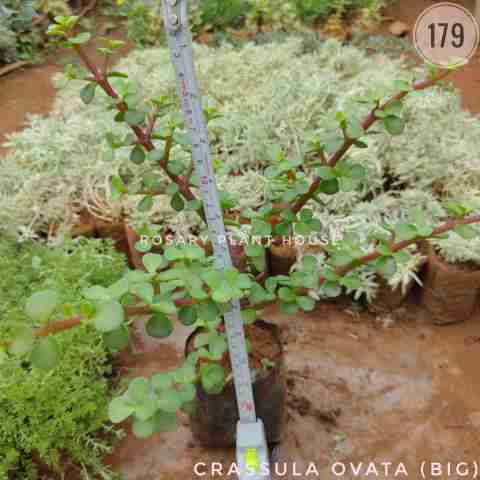 Jade (Big) – (5"-6") from Rosary Plant House