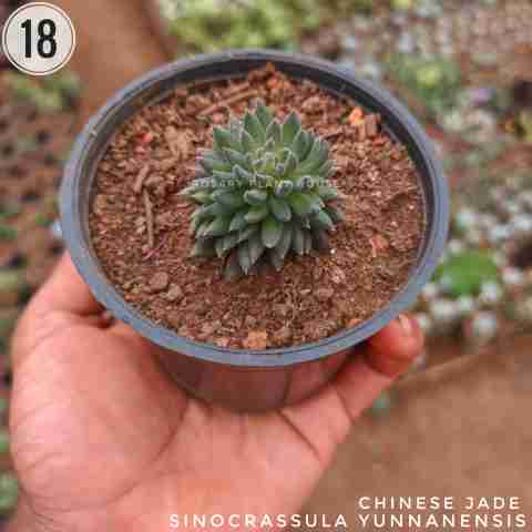 Chinese Jade – (1.5"-2.5") from Rosary Plant House
