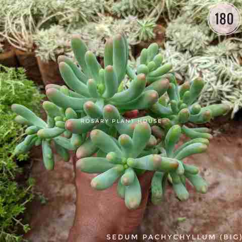 Sedum pachyphyllum from Rosary Plant House
