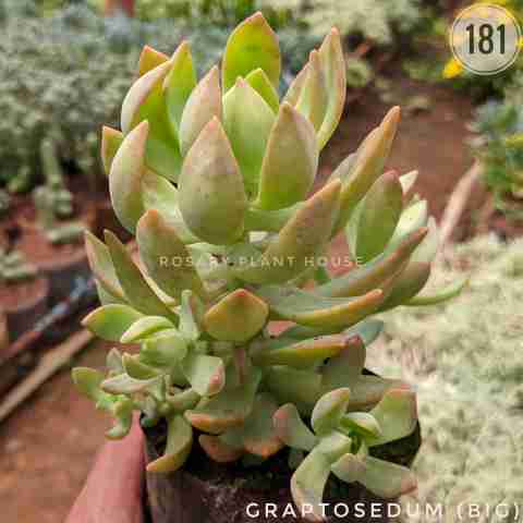 Golden Stonecrop from Rosary Plant House