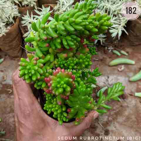 Donkey Tail from Rosary Plant House