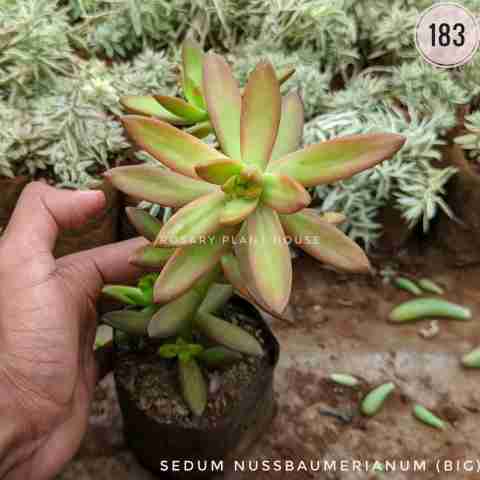 yellow sun (Big) – (5"-6") from Rosary Plant House