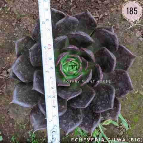 Black Rose Aeonium from Rosary Plant House