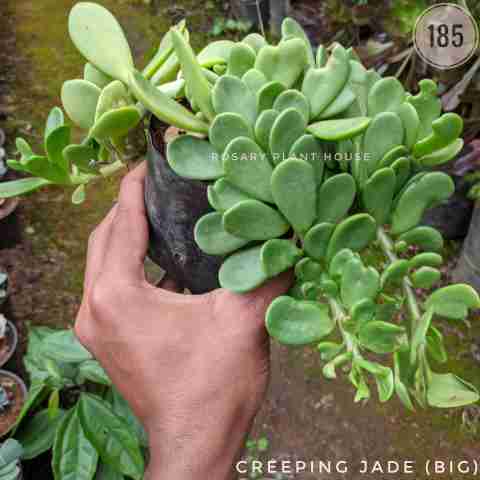 Creeping Jade (Big) – (5"-6") from Rosary Plant House