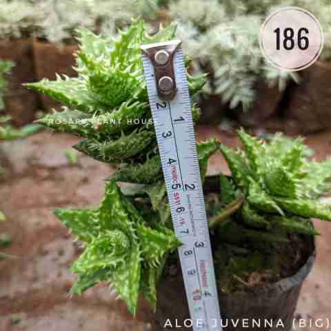 Tiger Tooth Aloe (Big) – (4"-5") from Rosary Plant House
