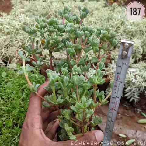 Variegated Elephant Bush from Rosary Plant House