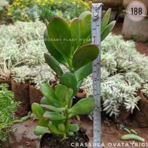jade big leaf (Big) – (5"-6") from Rosary Plant House