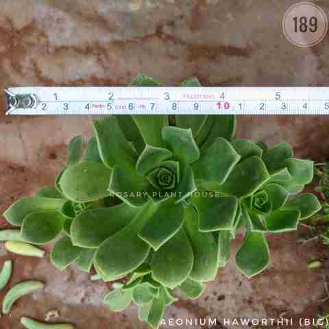 Aeonium Draft (Big) – (5"-6") from Rosary Plant House