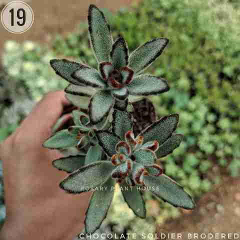 Rabbit ear(Brown Border) – (2"-3") from Rosary Plant House