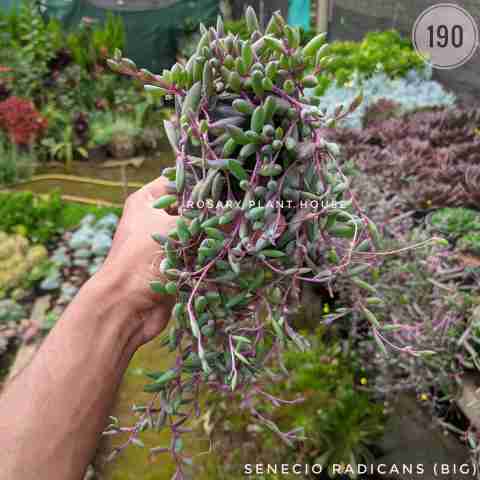 Ruby Necklace from Rosary Plant House